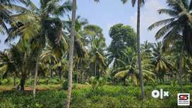1.5 Acre farmland for sale in Kozhinjampara, Palakkad