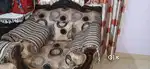 5 seater Maharaja  sofa set with center table at very reasonable price