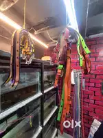 All dog & cataccessories for sale