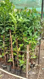 Macadamia 849 New Hybrid തൈകൾ ലഭ്യമാണ്!” 2-3yr നല്ല വിളവ് ലഭിക്കും.