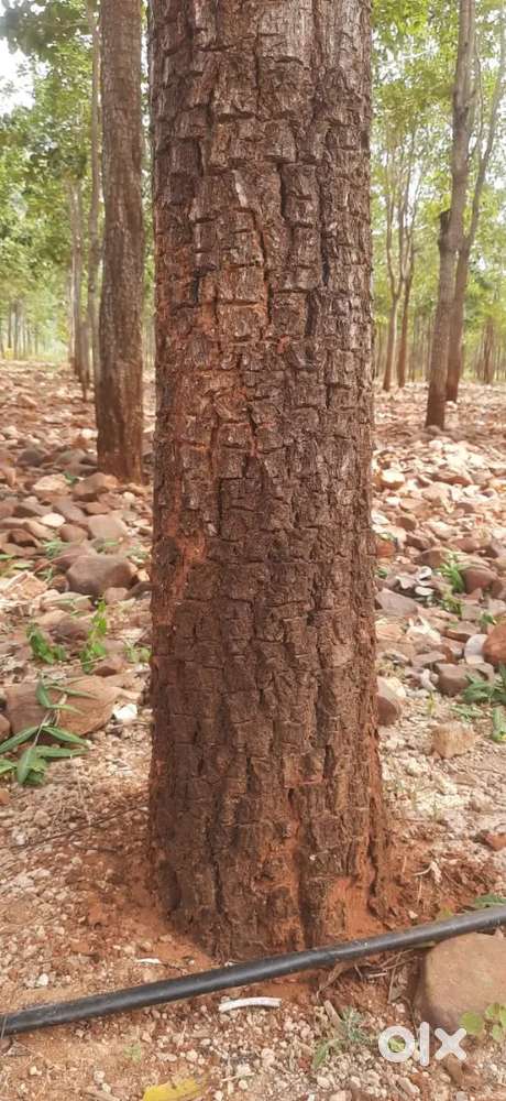 తరాలకు రాబడినిచ్చే ఎర్రచందనం మొక్కల పెంపకం ఒక ఎకరా 34 లక్షల 99వేలు
