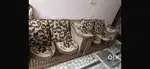 Sofa set at very affordable price
