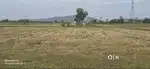 Agricultural Land