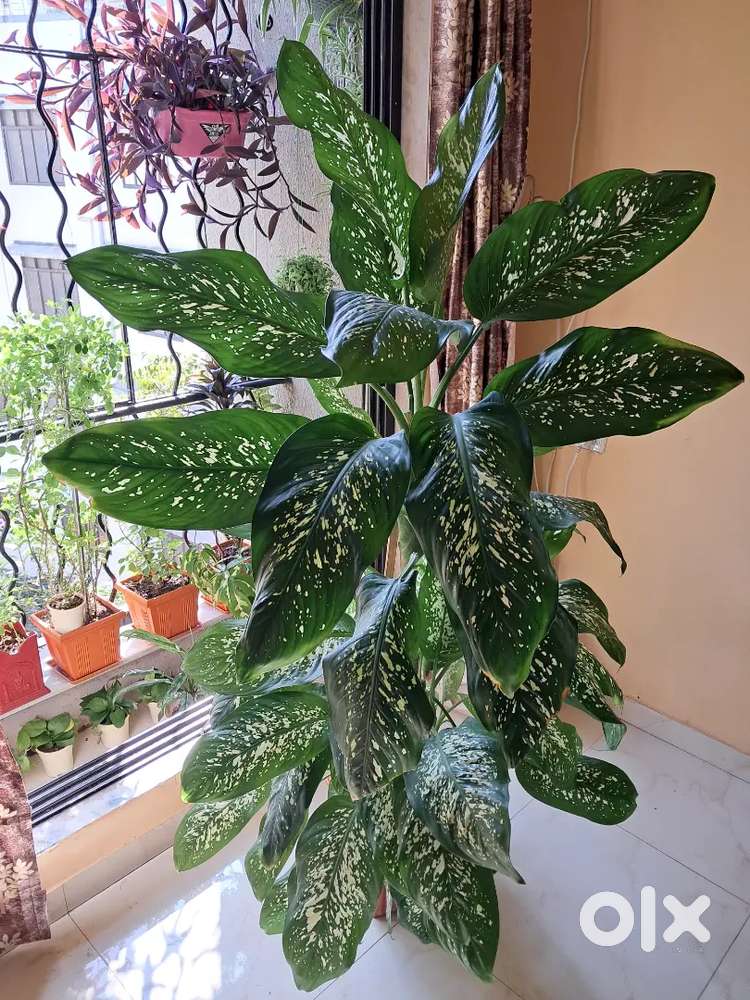 Healthy Dieffenbachia Indoor Plant  Perfect for Home & Office Decor