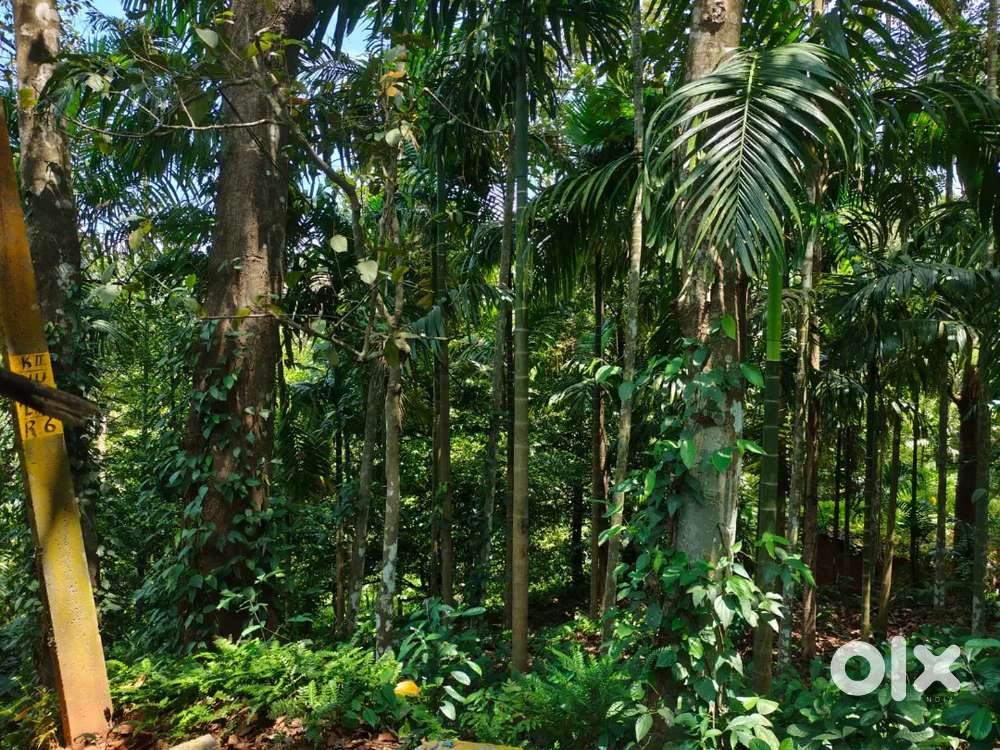 Muvattupuzha arakuzha 85 cent for sale