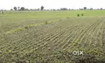 2acres agriculture land 60lakhs
