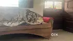 Singla sofa