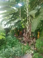 6.5 Cent Plot for Sale – Perfect for Your Dream Home!