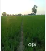 Agriculture land