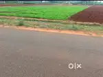 Agricultural land 50 cent 23 lakh