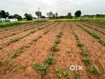 10 Guntas Land for Sale in Markook Mandal near Gajwel within RRR
