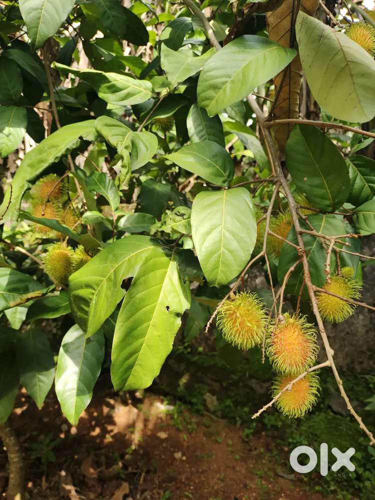 Anchal, Aerom near ottathengu..