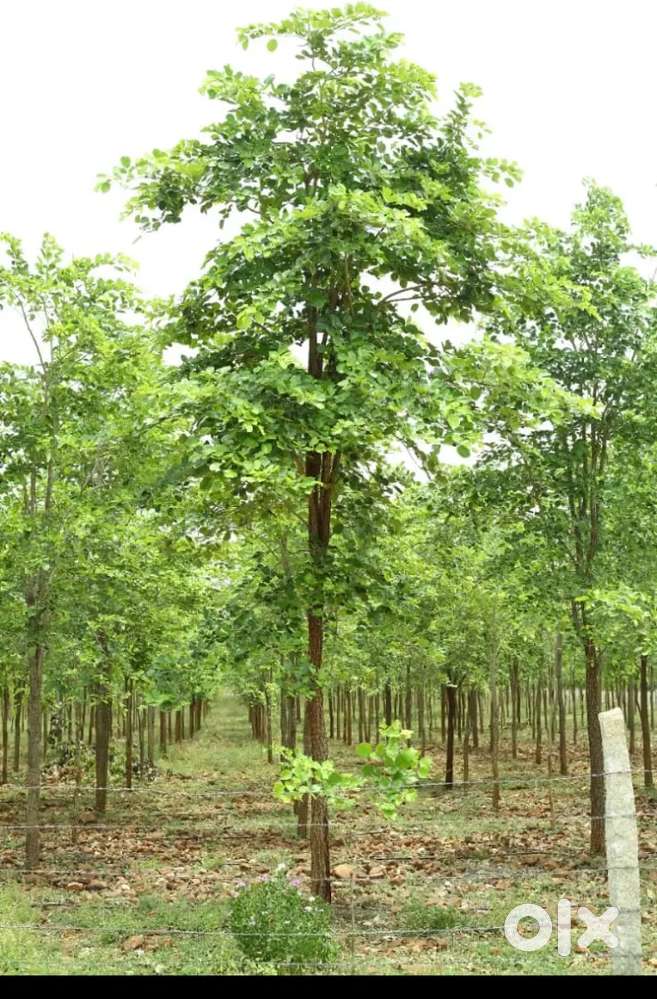 1210 sq yards agriculture plots with Red sandal wood plants for sale