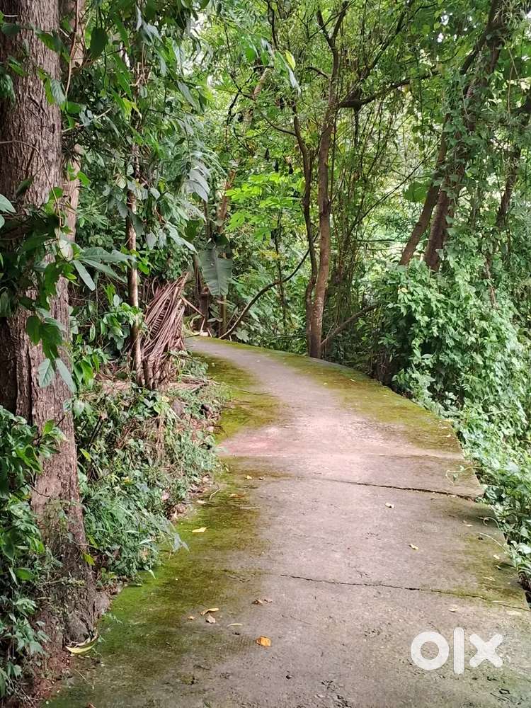 85000 only house plot sale,kinaserry palakkad