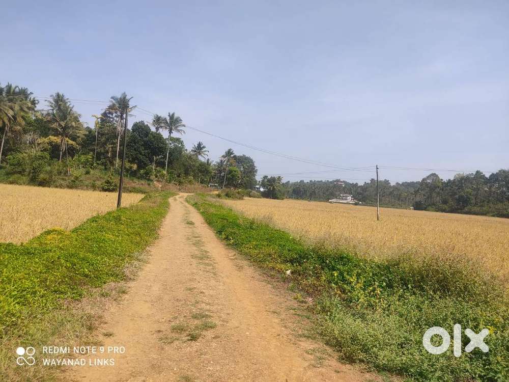 94 Cent land for sale in Cheengode, Kenichira – calm surroundings,