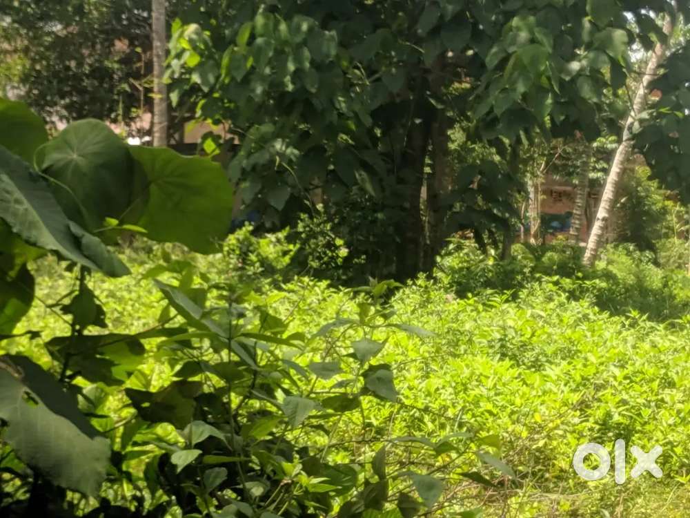 4.50 cent commercial plot for sale near puthiyangadi
