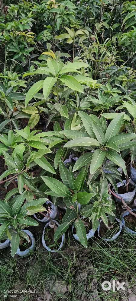 Independent Seprate House