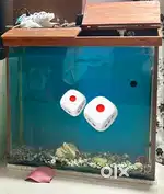 Fish Tank / Aquarium