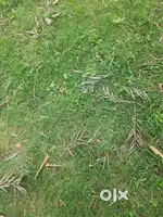 315 Gj east facing plot for sale in altus phase 1 new chandigarh