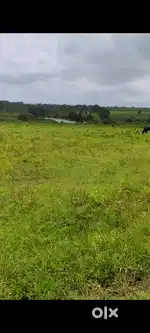 11 acres single boundary land for urgent sale,