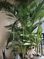 Areca Palm Trees – 10 ft Tall (Set of 7 Available)