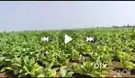 Agriculture land for sale in orvakal