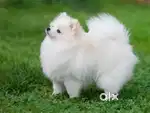 Iam Pet gaurdian