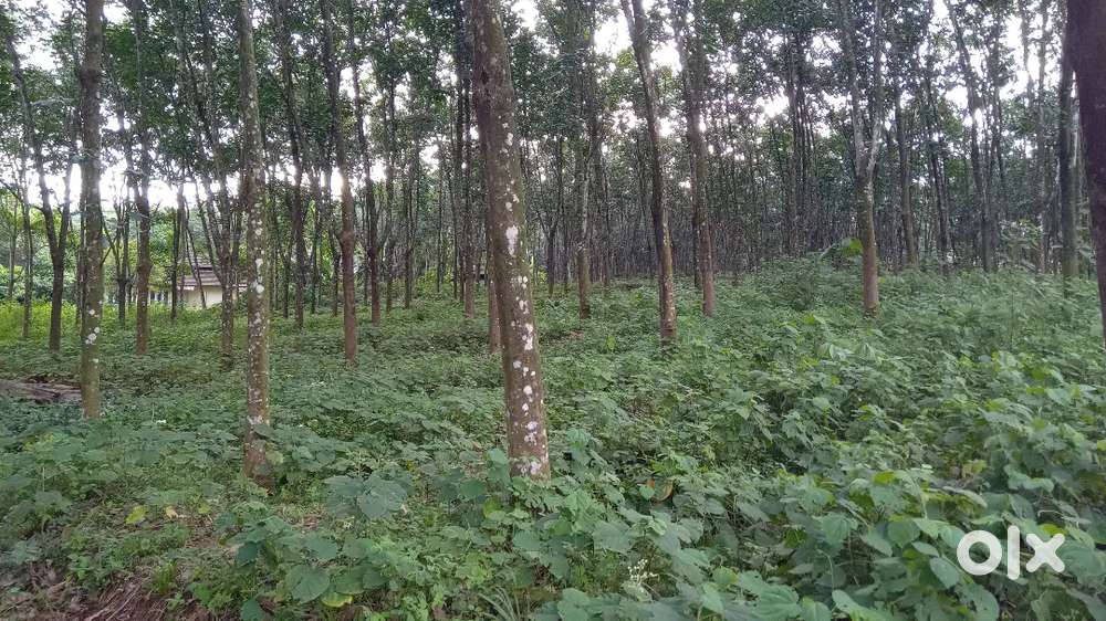 Kuravilangad vayala 4 acre 50 cent land, asking price 38000 per cent,
