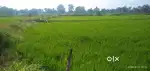 Cannal road  main road se 100 mtr 145000/ par dismil