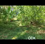 4 Plots(20 cents each) for sale at Punnakundu