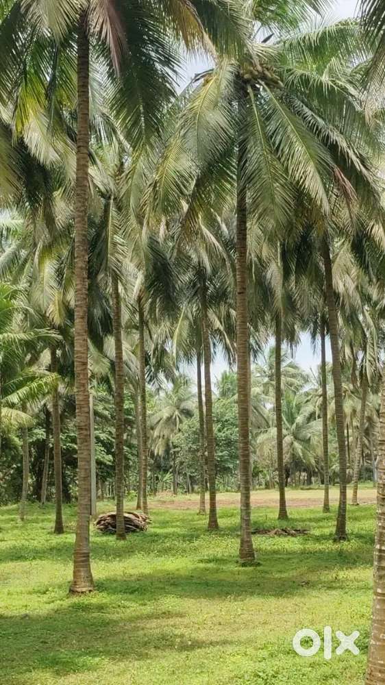 Aliyar dam road near coconut farm sales