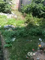 Lohanipur puliya