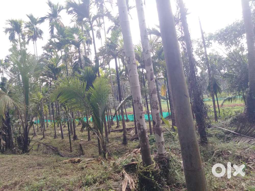 15 സെന്റ് വയൽ വിൽപ്പനക്കി, സെന്റിന് 250000