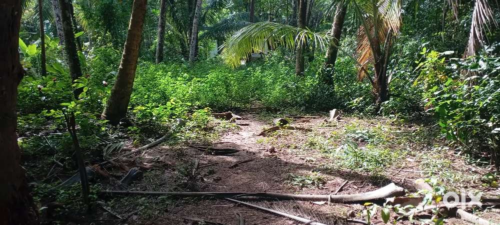 12.5 cent Charuvatta