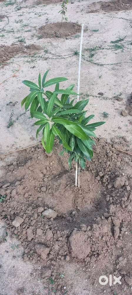 Farm plots in YACHARAM