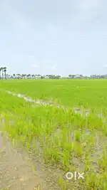 Pammaru open Plots near to houses govnt value 7000/- our price 4500/-