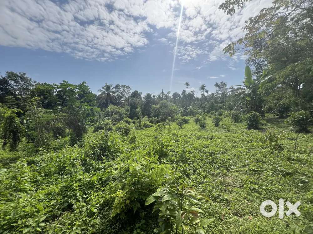 60 CENT HOUSE PLOT FOR SALE IN PULPALLY