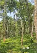 2.27 Acre Coffee & Arecanut Plantation for Sale –near , Sattihalli(Chi