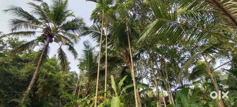 Old house and land. with lot of trees