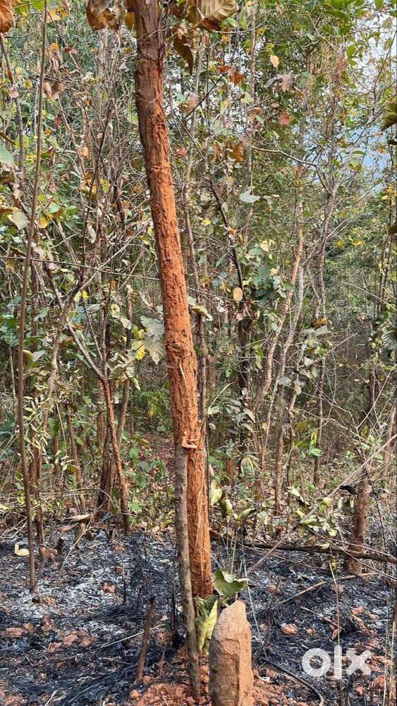 Sustainable Plots, Lasting Peace.