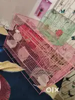 2 birds cage