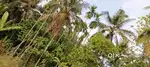 7.25 cent House plot for sale at valliyayi, pathippalam, kannur