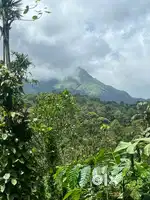 Wayanad meppadi near 1.15 acre view point cofee land selling