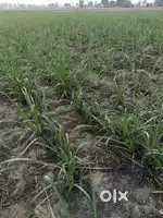 12 ekad bhumi