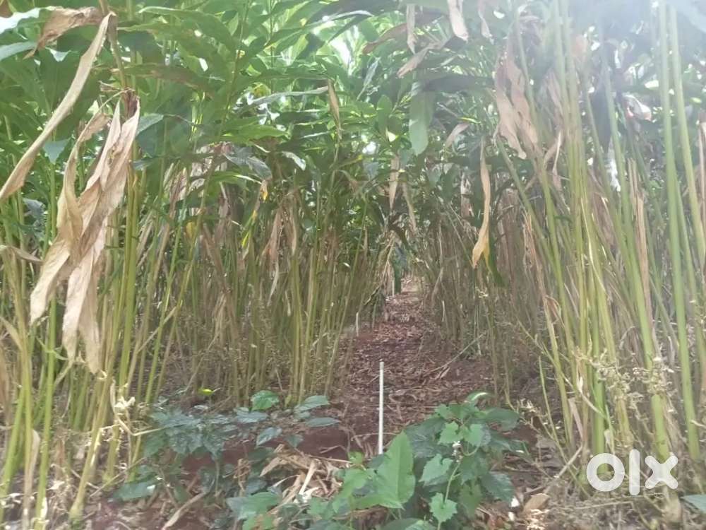 50 Acre cardamam estate in kattappana near mali @55 lak per acre neg.