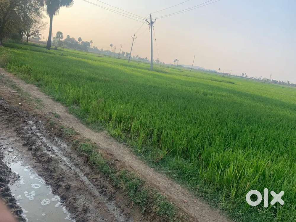 Agriculture Land for Sale