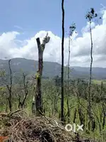 Chikkamgaluru, 17 km from city - 18-acre well-maintained coffee estat