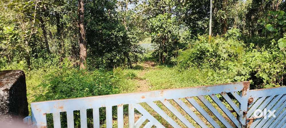 1.39 acre land in Kizhakambalam area to plot