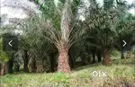 Agricultural land for sell