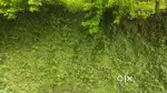 Land for sale at tenyiphe-ll